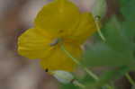 Celadine poppy